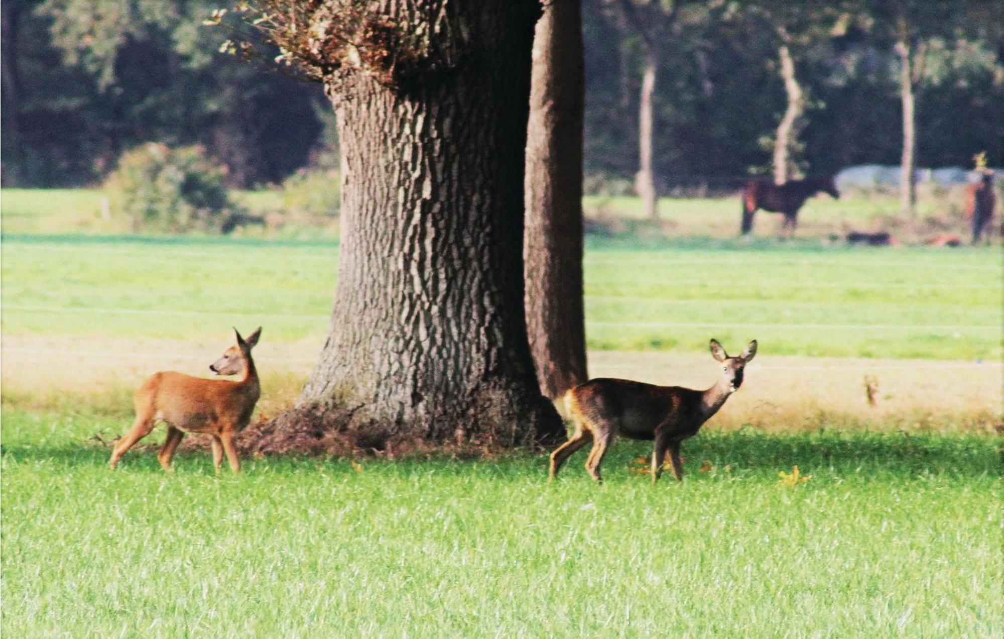 Vossenhol Villa Ommen Buitenkant foto